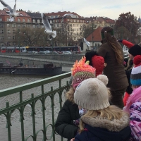 Ptáci na Vltavě